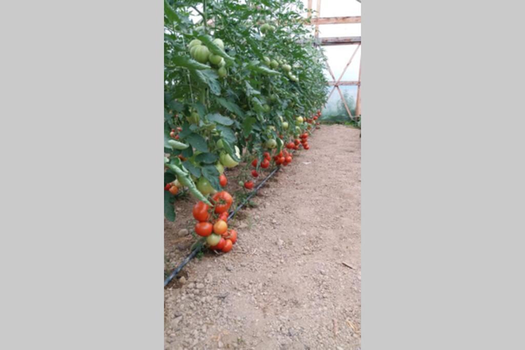 פורומבקו דה סוס Linistea Muntilor Chalet מראה חיצוני תמונה